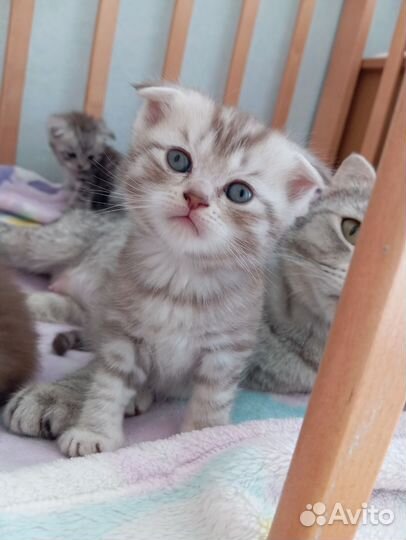 Шотландская вислоухая кошка