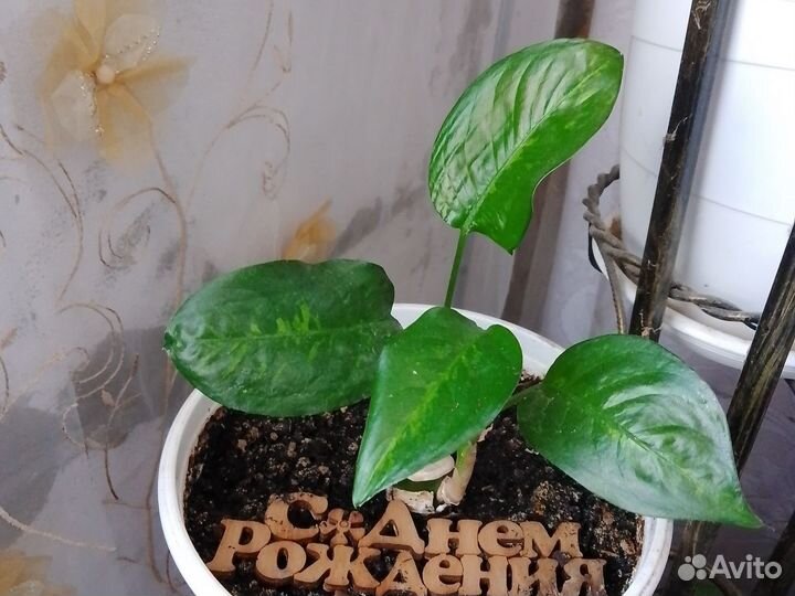 Комнатные растения