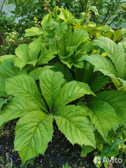 Декоративные растения для сада. Кустарники