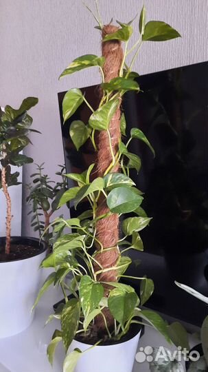 Эпипремиум