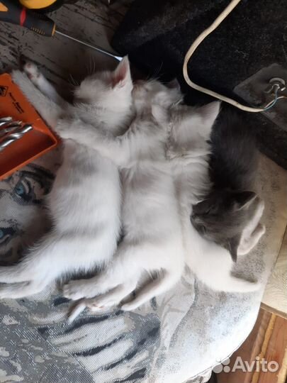 Отдам в добрые руки