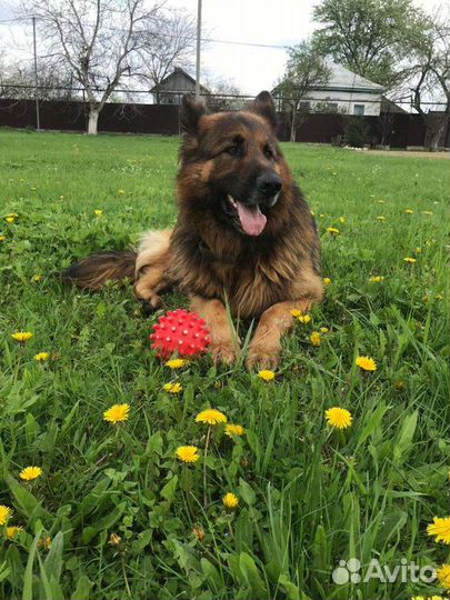 Немецкая овчарка, кобель на вязку