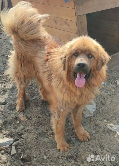 Крупные собаки приюта ждут своих хозяев