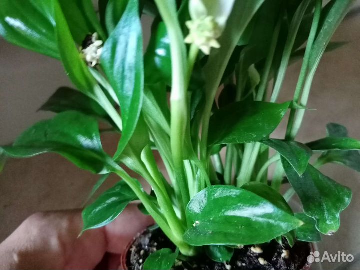 Спатифиллум