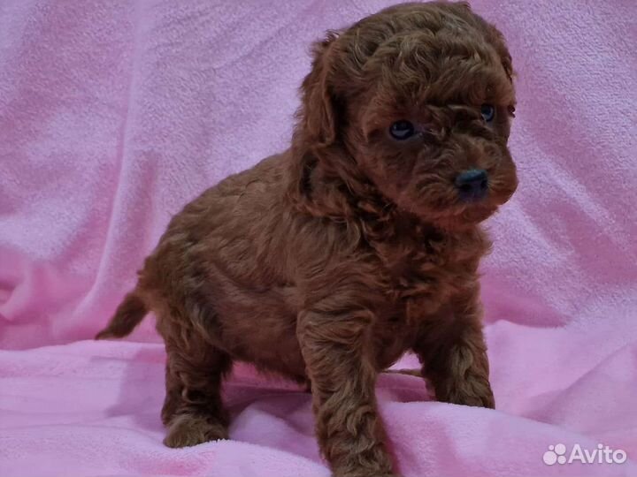 Мальчики и девочки Красный и абрикос