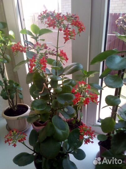 Комнатные цветы