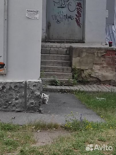 Белый кот потеряшка