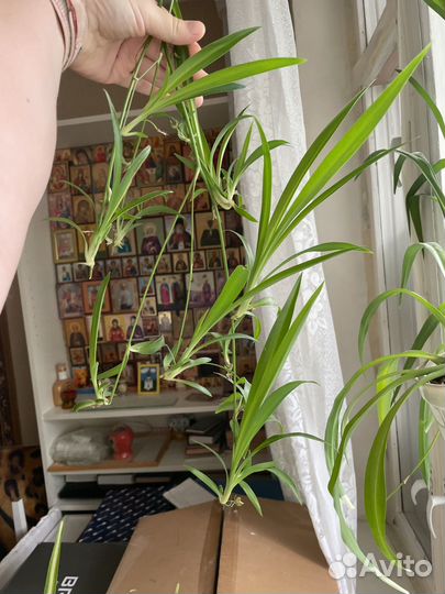 Хлорофитум детки бесплатно