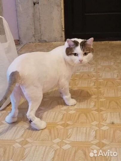 Груминг, стрижка кошек и собак мелких пород