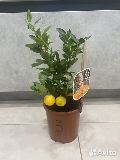 Мандариновое дерево