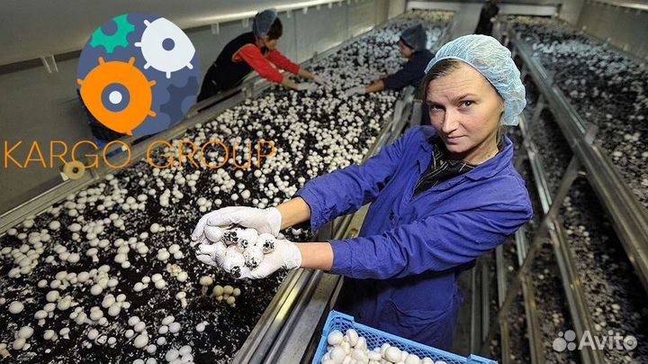 Вахтав с питанием 15 смен рабочий на срез грибов