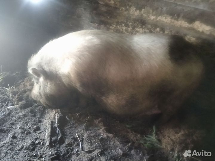 Свиноматка