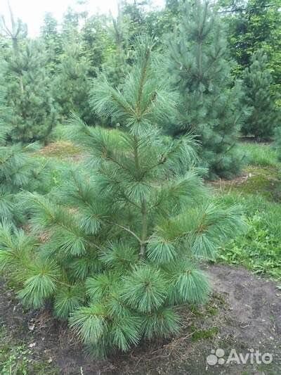 Семена сосна веймутова