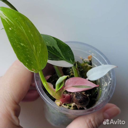 Филодендроны White princess