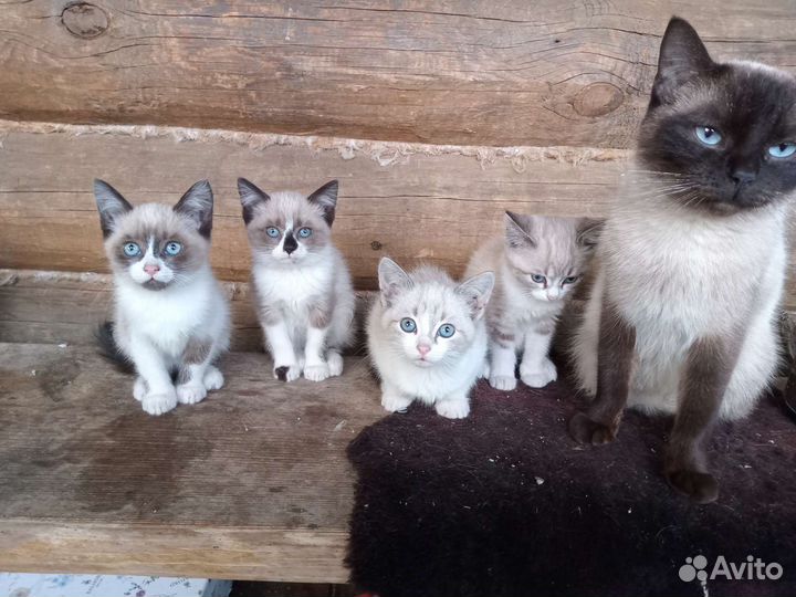 Сиамские котята