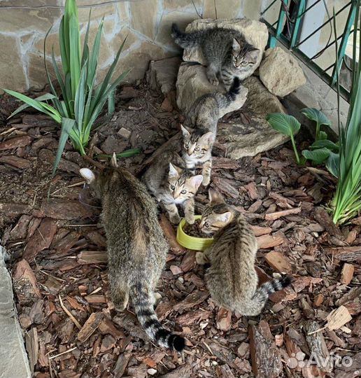 Котята в добрые руки бесплатно