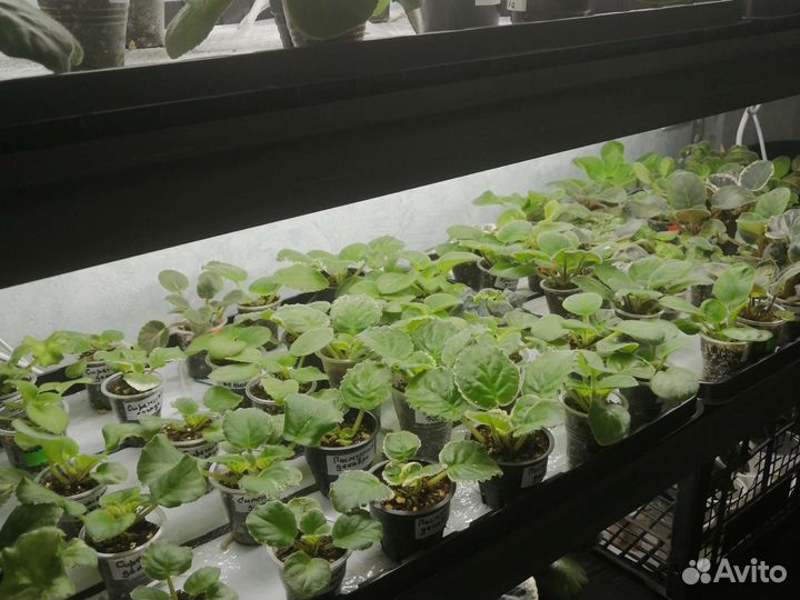 Детки сортовых фиалок 5 шт