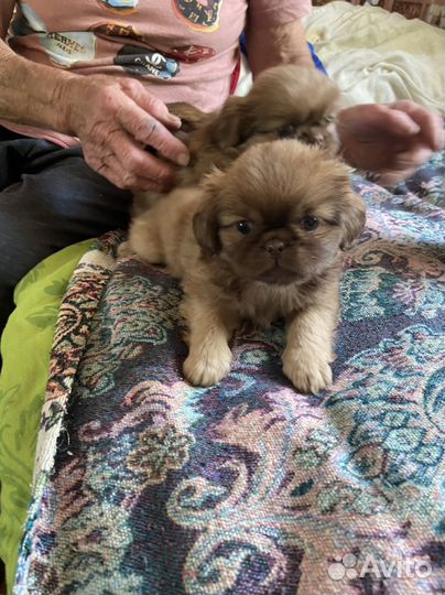 Щенки пекинеса