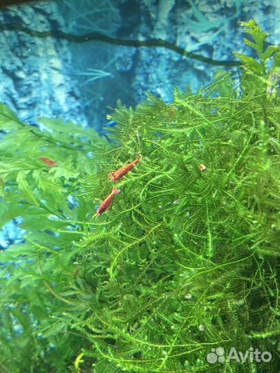 Креветки красный огонь и кардиналы