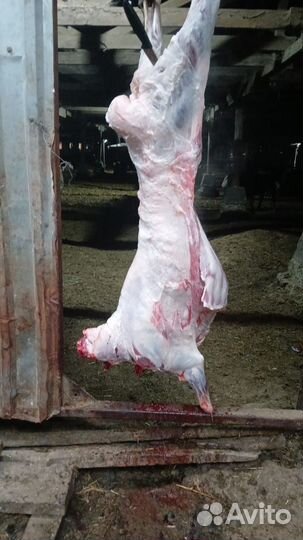 Домашние животные