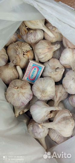Чеснок на посадку со своего огорода