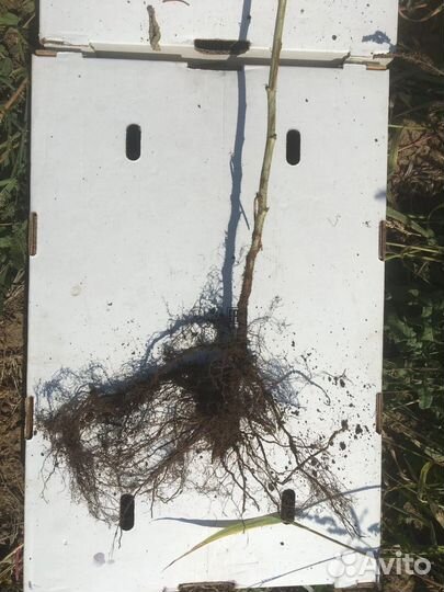 Саженцы, расада, малина, ежевика