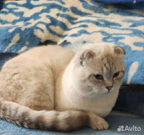 Шотландский кот на вязку