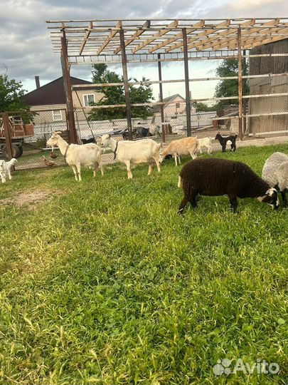 Баранчики от дорпера