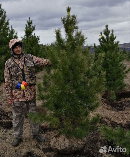 Саженцы кедра от производителя экстра класс