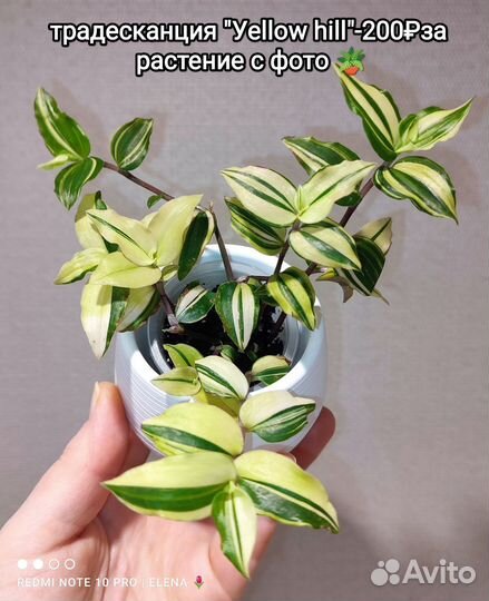 Комнатные растения (Розовая пантера и другие)