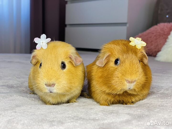 Морские свинки англ. селфы и калифорния, клетки