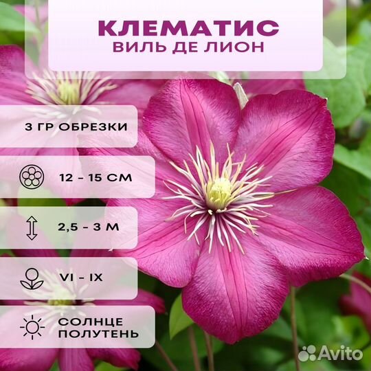 Саженцы клематиса