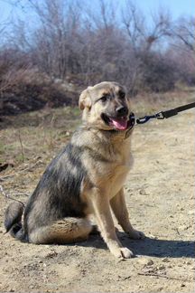 Собака Эшли