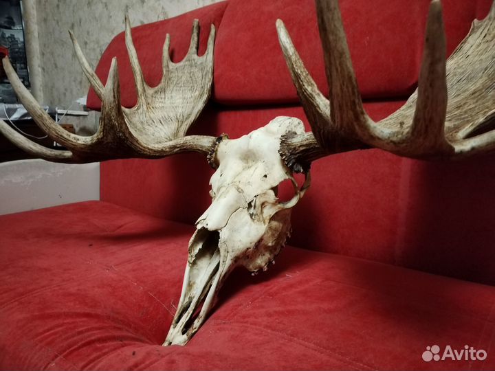 Лосиные рога с черепом