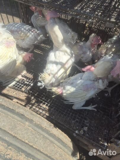 Куры несушки