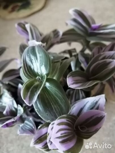 Традесканция нанук