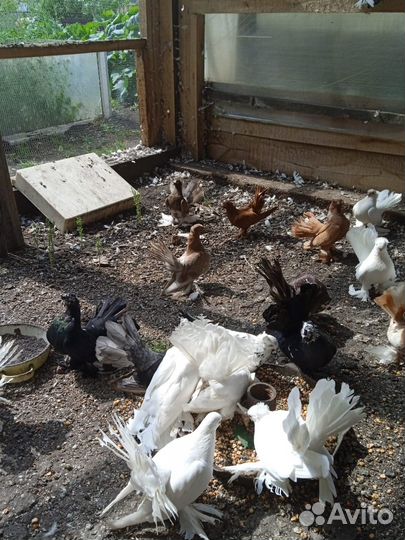 Продам голубей