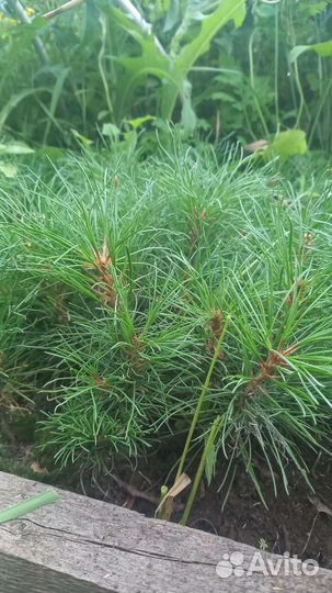 Сосна сибирская кедровая