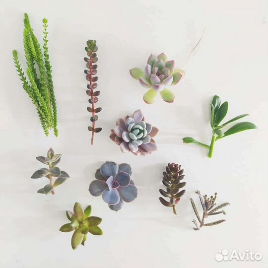 Наборы черенков суккулентов