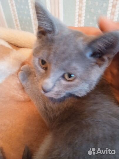 Котята,трое из ларца