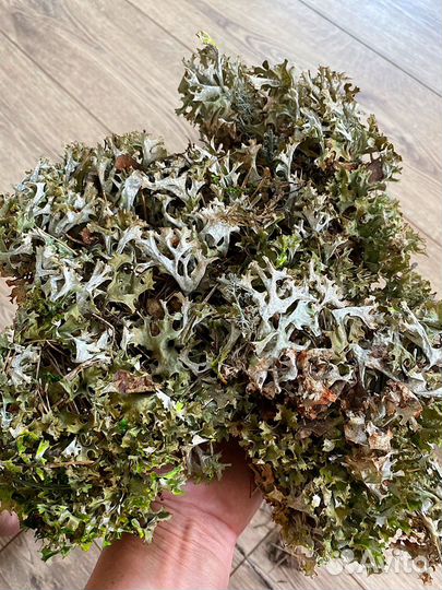 Мох Цетрария (исландский мох)