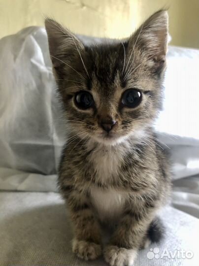 Котята бесплатно