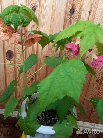 Абутилон, комнатный клён