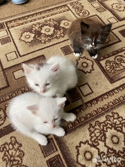 Кошка в дар