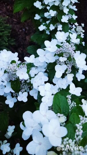 Гортензия Мэджикал Флейм