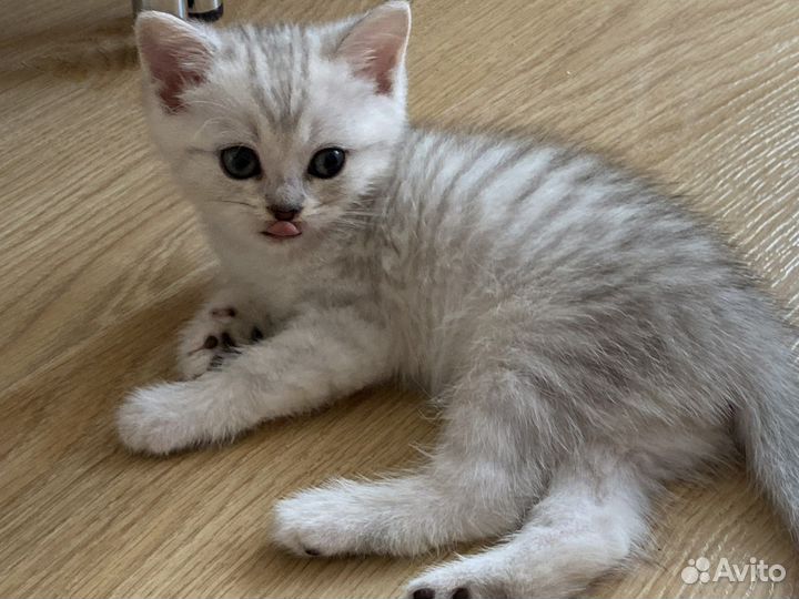 Британские котята