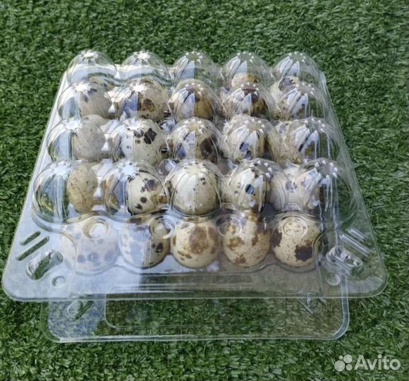 Ячейки для перепелиных яиц