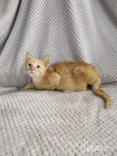 Котёнок в дар