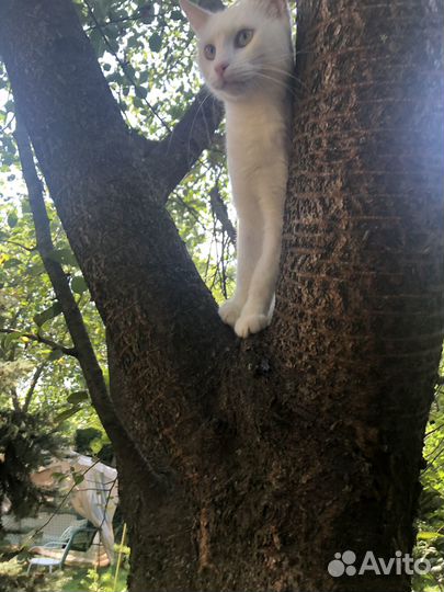 В добрые руки кисонька