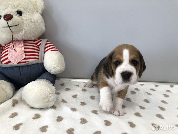 Щенки бигль